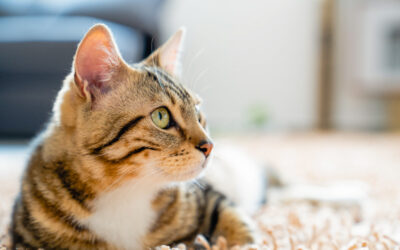 Mascotas agresivas: los gatos también muerden